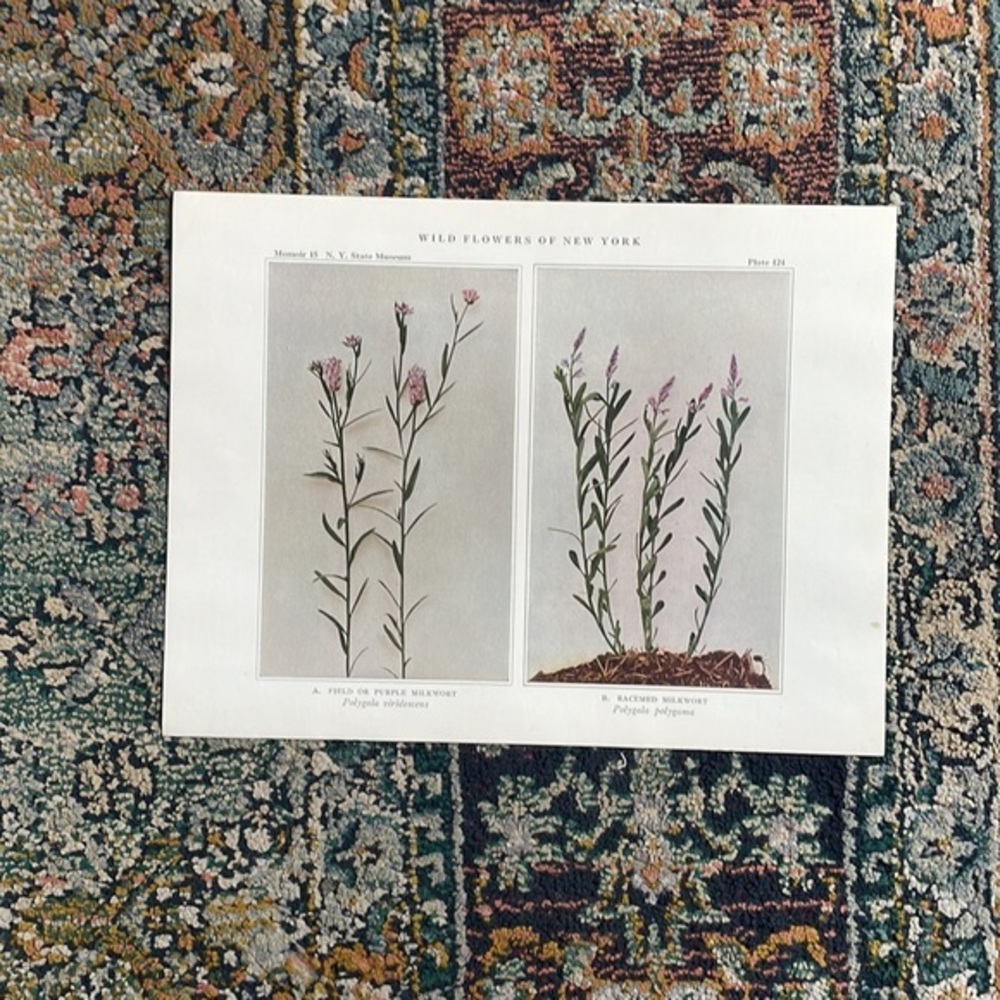 🌹FREE w/purchase Antique Botanical Plant Print Original 100 years old Vintage